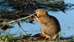 Wielkie przenosiny lubianego w Polsce gryzonia. Z Warszawy pod Suwałki