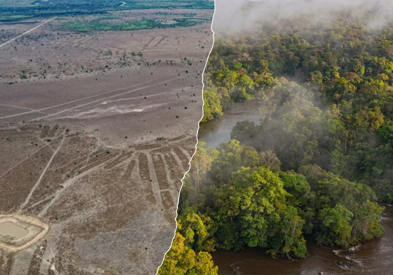 Badania w rejonie Amazonii, który dotychczas był słabo poznany przez archeologów, ujawniły szereg ogromnych struktur. Po lewej stronie widoczny teren wylesiony, niemal całkowicie pozbawiony roślinności, z wyraźnymi śladami maszyn oraz suchą, szarą glebą. Po prawej gęsty, zielony las deszczowy porośnięty bujną roślinnością, otoczony mgłą i poprzecinany rzeką.