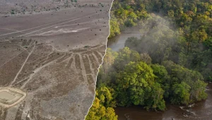 Odkrycie w Amazonii. Naukowcy zidentyfikowali ogromne struktury