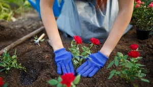 Babcia zawsze zakopywała to pod różami. Zima nie była im straszna