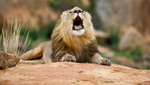 Mikrofony w Afryce podsłuchiwały lwy. Nagrały coś zaskakującego