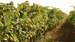 Nowa moda nabiera rozpędu. To nie kaprys, można liczyć na zyski