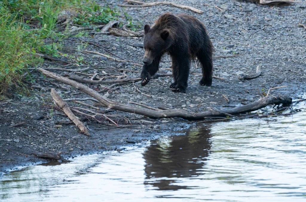 Kanada. Niedźwiedź grizzly zaatakował wycieczkę szkolną (zdj. ilustracyjne) Młody niedźwiedź spaceruje po kamienistej plaży nad brzegiem rzeki, otoczony powalonymi gałęziami i niską roślinnością. Jego odbicie widoczne w spokojnej wodzie.