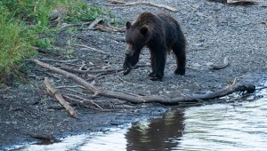 Kanada: Niedźwiedź grizzly zaatakował szkolną wycieczkę na szlaku