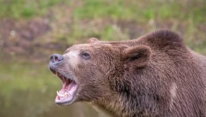 Dramatyczny atak niedźwiedzia na wycieczkę szkolną. Bronił jej nauczyciel