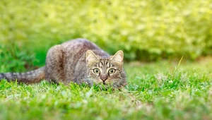 Social media ujawniły prawdę na temat kotów. Skala jest ogromna