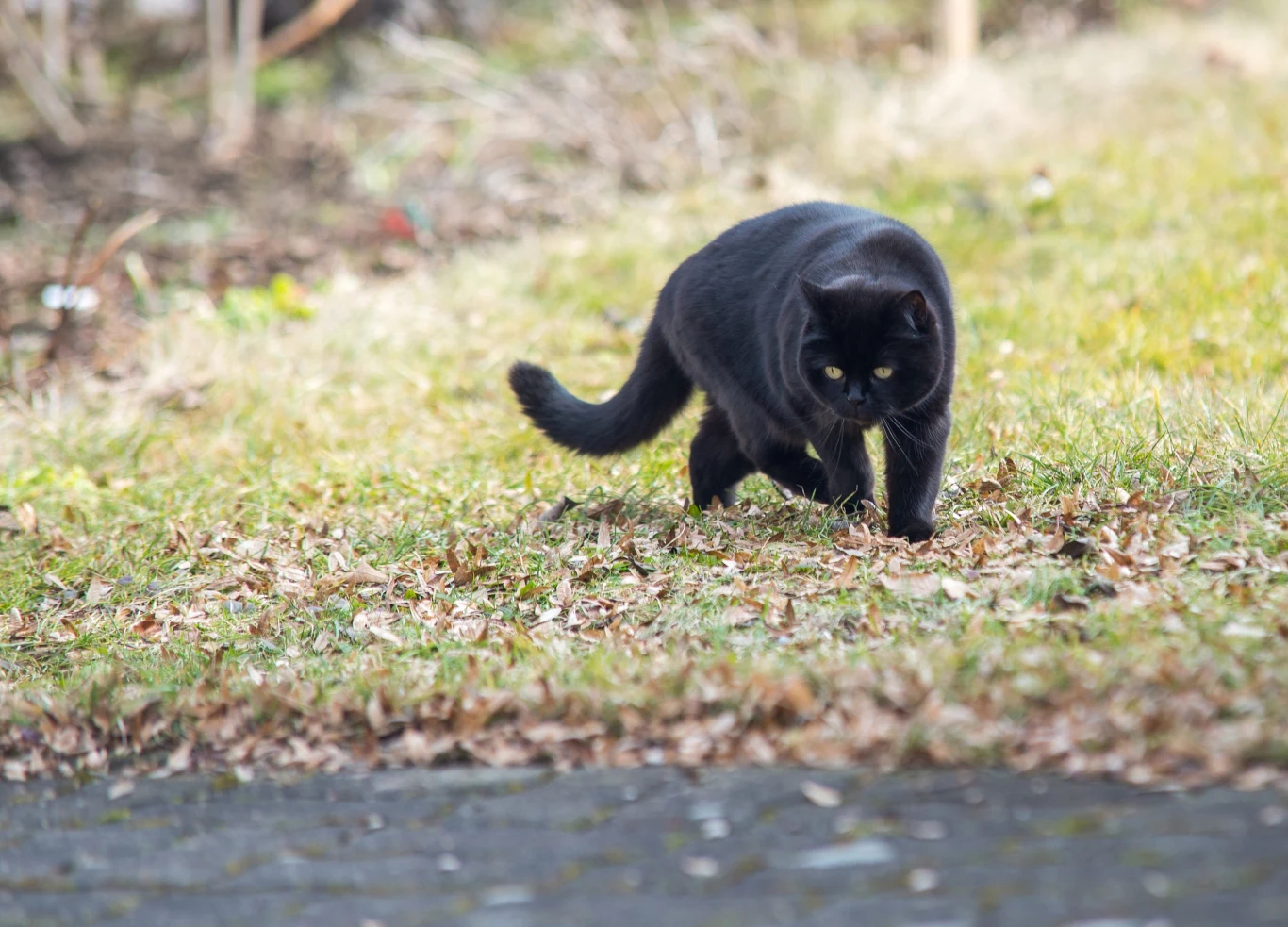 Czarny kot spacerujący po trawie, skupiony na czymś na ziemi. W tle naturalne otoczenie, lekko rozmyte i zielonkawe z lekko żółtym odcieniem.