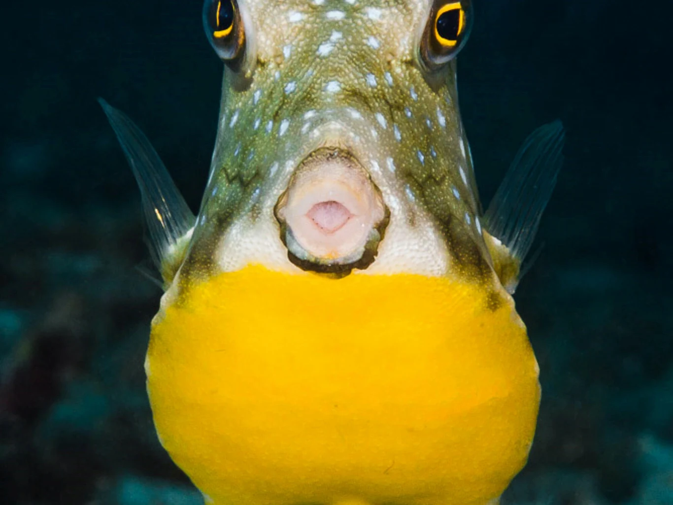 Kolorowa ryba o żółtym podbrzuszu i plamistej głowie spogląda prosto w obiektyw, wyraźnie widoczne są jej oczy, pyszczek oraz płetwy boczne unoszące się obok ciała.