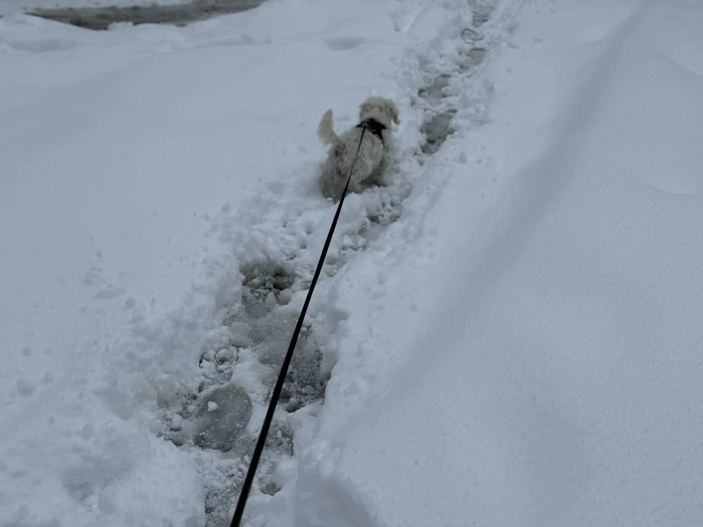 Mały pies prowadzony na smyczy idzie wąską, wydeptaną ścieżką przez świeży śnieg. Po obu stronach ścieżki wysoka warstwa białego śniegu.