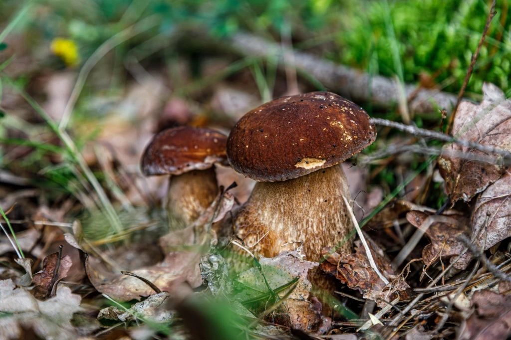 Borowiki na Mazurach Dwa borowiki szlachetne z brązowymi kapeluszami rosnące wśród liści, traw i gałęzi na leśnej ściółce, w jasnym otoczeniu zieleni.