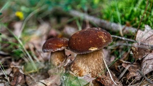 W pogoni za grzybem ludzie popełniają fatalny błąd. Co za to grozi?