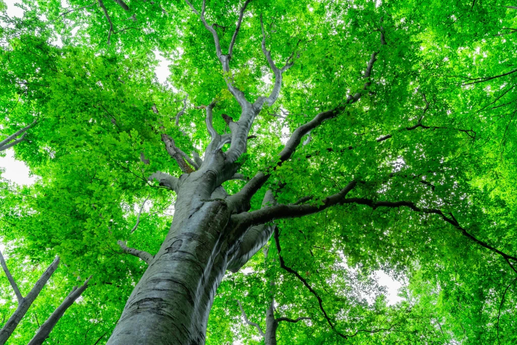 Potężny pień drzewa rozgałęziający się w gęstą, jasnozieloną koronę, przez którą przebijają się promienie światła słonecznego.