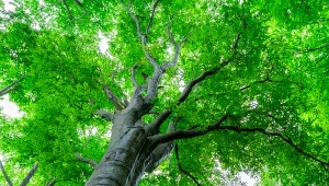 Niezwykły wynalazek Polaków. Możemy teraz posłuchać mowy drzew