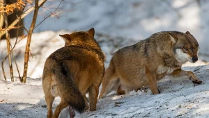 Wilki ze Wschodu wkroczyły do Polski. Podano, ile mamy tych drapieżników
