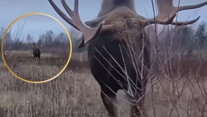 Człowiek nagrywał łosia. Ten zaatakował. Film niesie się po internecie