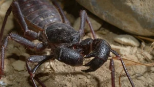 Włochate, z wieloma nogami i jadem. Wielu przerażają. Znasz je?