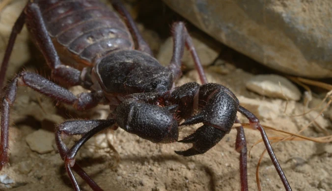 Mastigoproctus giganteus - jeden z dużych biczykoodwłokowców