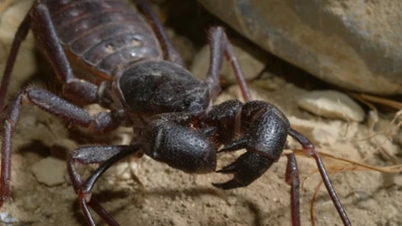 Mastigoproctus giganteus - jeden z dużych biczykoodwłokowców