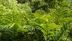 Zdarzył się cud. Jedna z najcenniejszych przypraw będzie rosła w Polsce