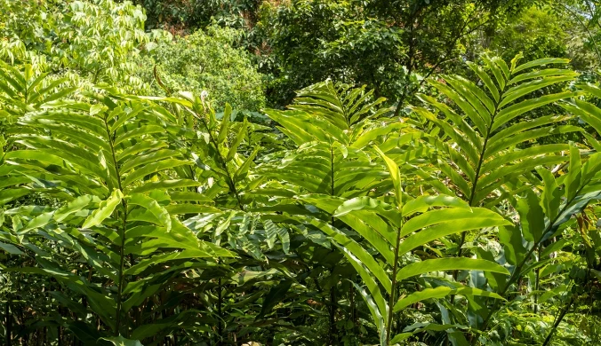 Imbir będzie uprawiany także w Polsce