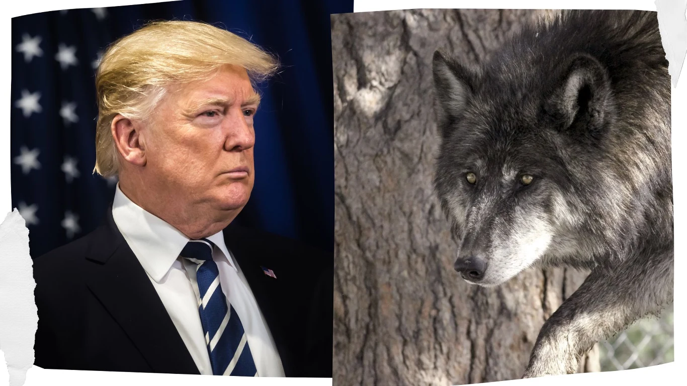 Donald Trump wszedł na wojenną ścieżkę z wilkami Po lewej stronie portret mężczyzny w garniturze z charakterystyczną fryzurą stojącego na tle amerykańskiej flagi, po prawej obraz wilka o czarno-szarej sierści stojącego obok pnia drzewa.