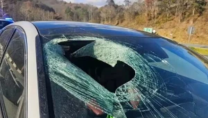 "Na pewno mi pan nie uwierzy". Ptak upuścił nietypowy pocisk w szybę auta