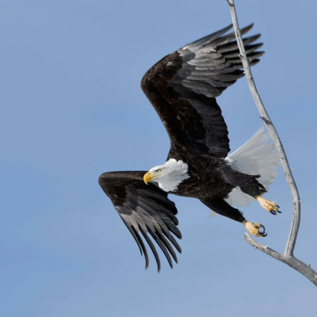 Orzeł bielik z rozpostartymi skrzydłami startujący z gałęzi na tle nieba, widoczne szeroko rozłożone pióra i charakterystyczna biała głowa.