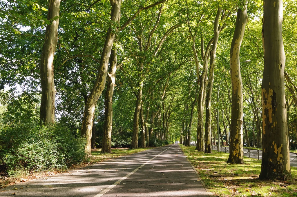 Aleja wysoka drzew liściastych prowadząca wzdłuż wyznaczonej ścieżki, otoczona zielenią i promieniami słońca przebijającymi przez liście.