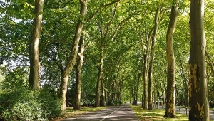 Takiej decyzji w sprawie drzew nie było. Ludzie zdecydowali w referendum