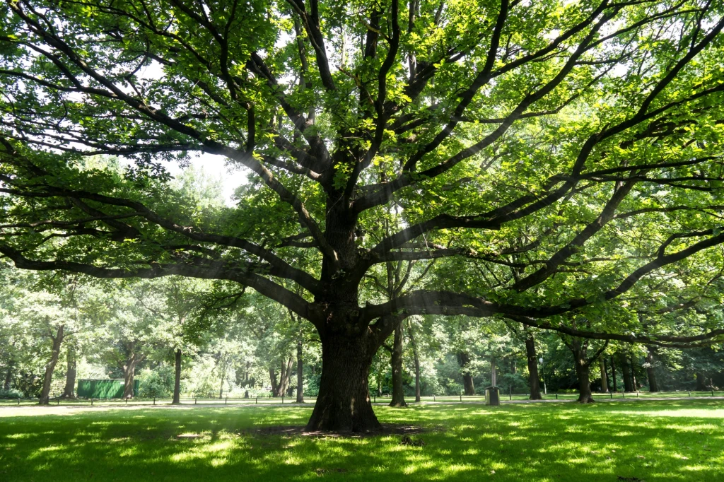 Rozłożyste drzewo o gęstych, zielonych liściach rośnie na trawniku w parku. Przez korony przebijają się promienie słoneczne, tworząc grę światła i cienia wokół drzewa. W tle widoczne są inne drzewa i zielone przestrzenie.