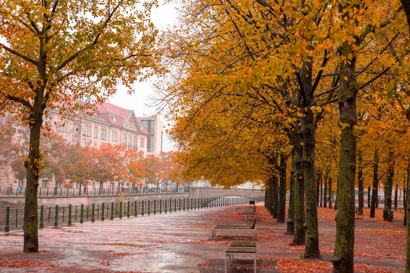 Aleja drzew pokryta żółtymi i pomarańczowymi liśćmi, ławki ustawione wzdłuż chodnika, mokra nawierzchnia sugerująca niedawną ulewę, w tle widoczne budynki miejskie oraz ogrodzenie wzdłuż rzeki lub kanału.