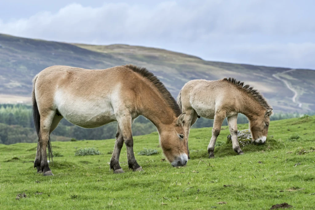 Konie Przewalskiego - jedyny współcześnie żyjący gatunek dzikiego konia Dwa konie Przewalskiego pasą się na zielonej łące na tle pagórkowatego krajobrazu z dalekimi wzgórzami porośniętymi trawą i nielicznymi drzewami. Zwierzęta skupione są na spożywaniu trawy, otoczenie jest spokojne i naturalne.