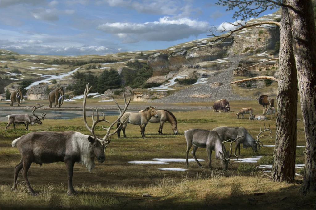 Krajobraz tundrowy epoki lodowcowej. Widać renifery, piżmowoły oraz prehistoryczne konie Stado reniferów pasących się na zielonej polanie, w tle mamuty i inne prehistoryczne zwierzęta, sucha trawa, niewielkie plamy śniegu i otwarty krajobraz z urwistymi skałami.