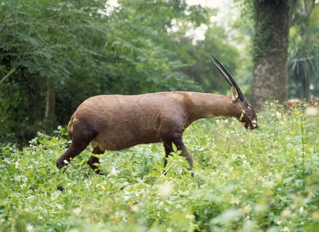 Antylopa chodząca wśród zielonej, gęstej roślinności z wyraźnie widocznymi, długimi rogami, otoczona drzewami typowymi dla tropikalnego lasu.