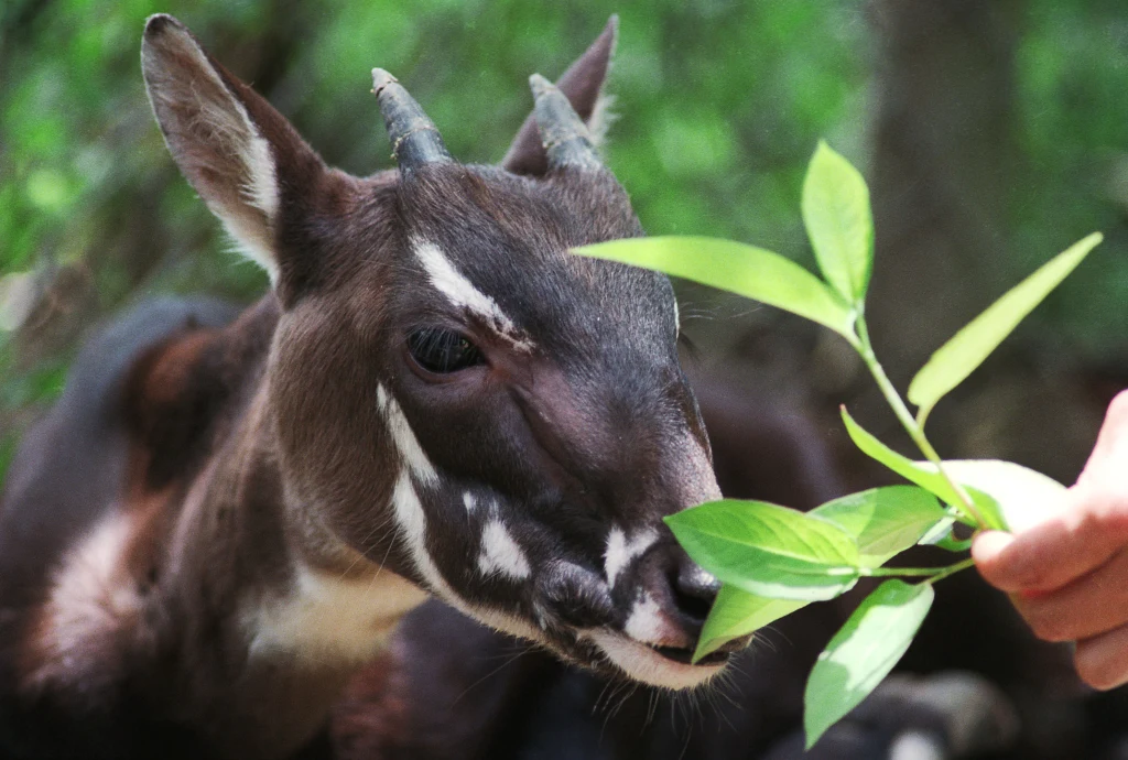 Saola z charakterystycznym umaszczeniem pyska i małymi rogami, zbliżająca się do zielonych liści trzymanych przez ludzką dłoń, otoczenie zieleni w tle.