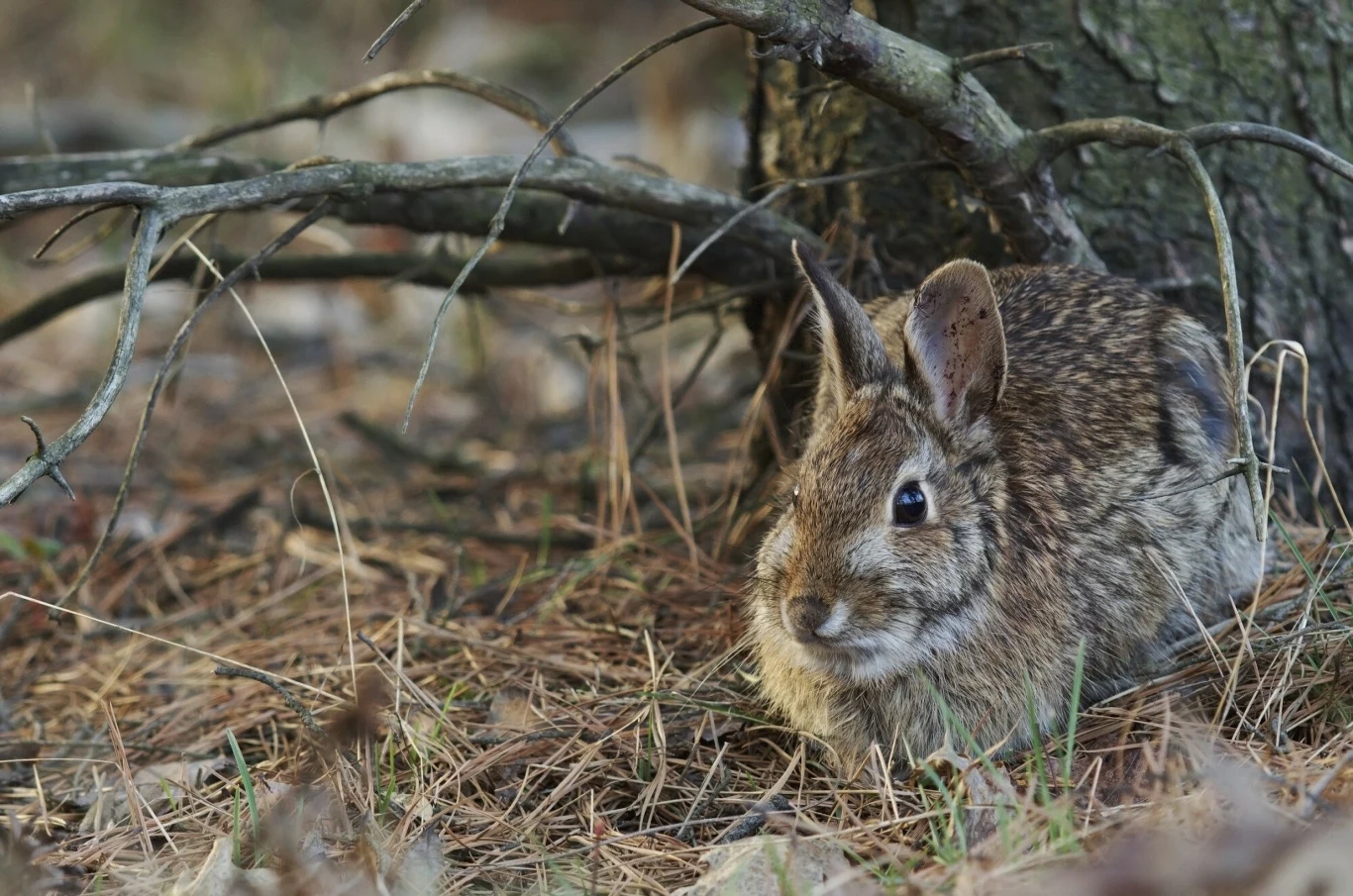 Brązowy królik siedzący przy pniu drzewa pośród suchych gałęzi i igliwia, wtapiający się w leśne otoczenie.