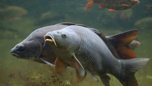 Wielki problem z inwazyjnym symbolem świąt. Straty idą w miliony dolarów