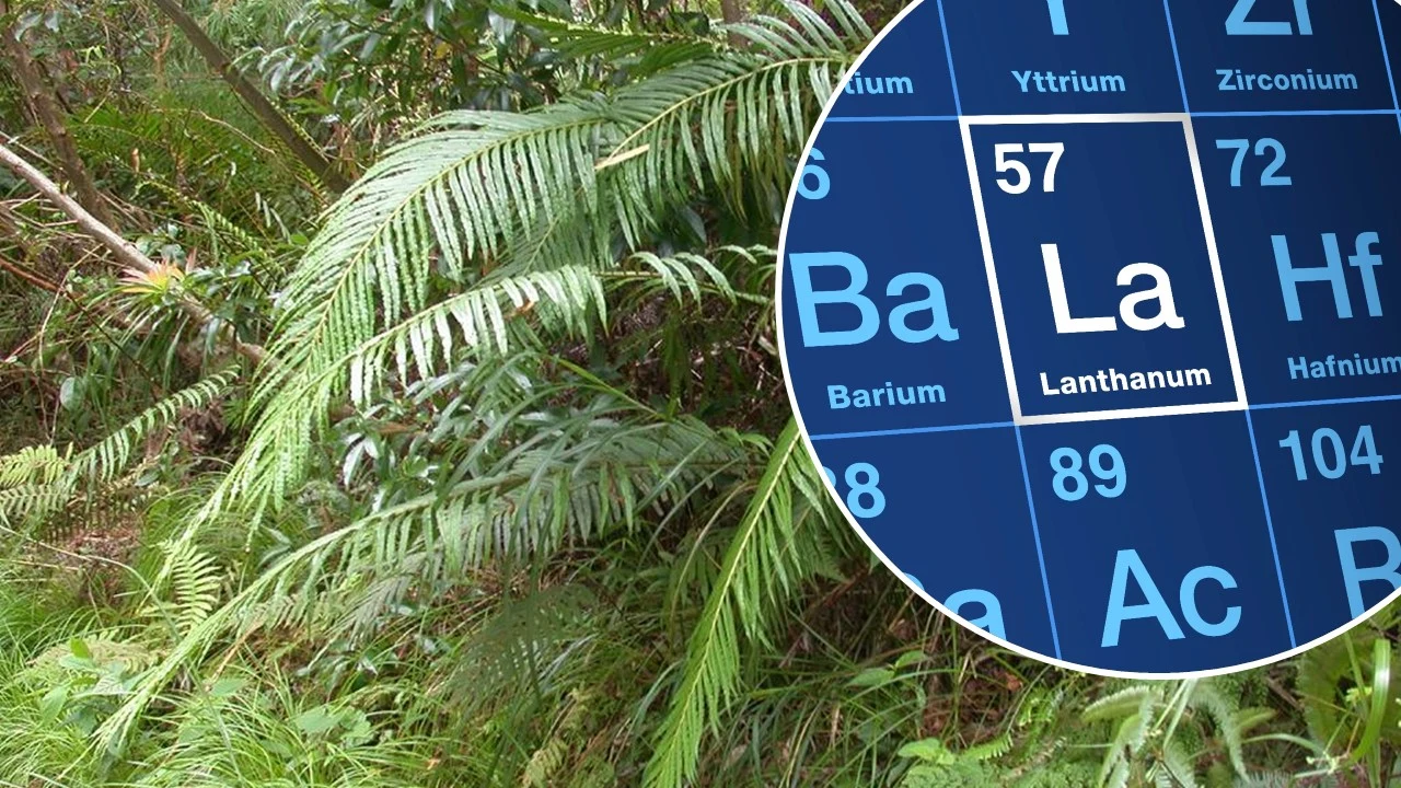 Roślina produkuje kryształy cennych metali. Tego nikt się nie spodziewał Gęsta roślinność tropikalnego lasu połączona z fragmentem układu okresowego pierwiastków, gdzie wyróżniono lantan.