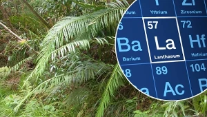 Ta roślina produkuje najcenniejsze metale na świecie. Naukowcy zaskoczeni