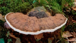 Grzyb długowieczności rośnie w Polsce. W Japonii to wielki rarytas