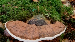 Grzyb długowieczności rośnie w Polsce. W Japonii to wielki rarytas