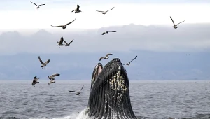 Coś złego dzieje się w oceanach na całym świecie. Olbrzymy umierają z głodu