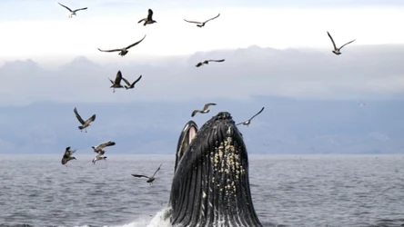 Wieloryb humbak polujący na śledzie i sardynki pływające pod powierzchnią
