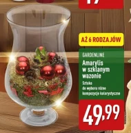 Амариліс Gardenline