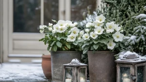 Zimowa róża na balkonie i w ogrodzie. W chłodzie rozkwita najpiękniej