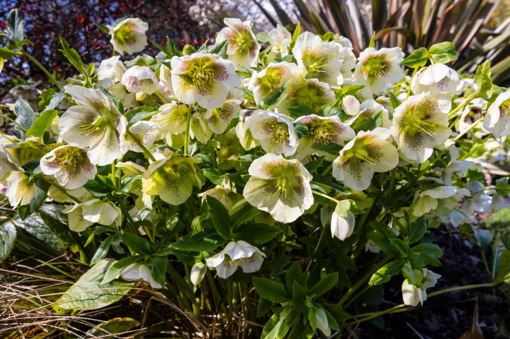 Kępa kwiatów ciemiernika o białych płatkach z zielonym środkiem otoczona bujną zielenią liści, w tle inne rośliny ogrodowe w jasnym świetle słonecznym.
