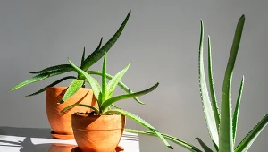 Te rośliny doniczkowe przetrwają wszystko. Idealne dla zapominalskich i zabieganych