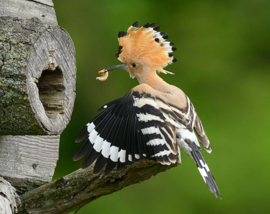 Dudek z rozłożonymi skrzydłami trzyma owada w dziobie, siedząc na gałęzi przy wejściu do dziupli w drzewie, tło rozmyte, zielone.