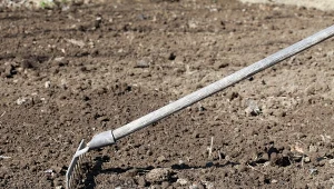 Poznaj zalety stosowania obornika w ogrodzie warzywnym.