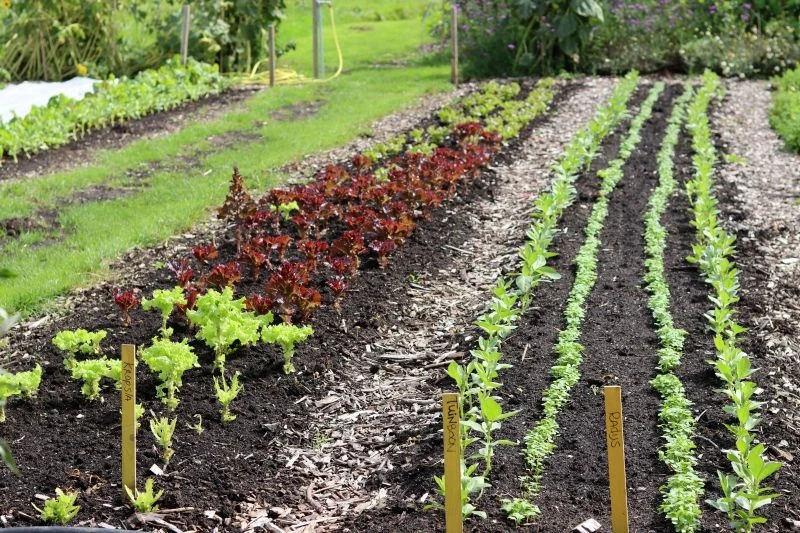 Obornik to niezastąpiony nawóz w warzywniku